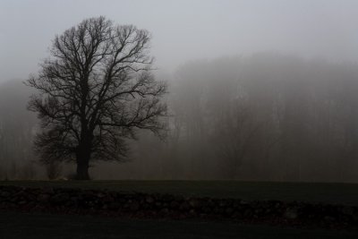 solitary in fog