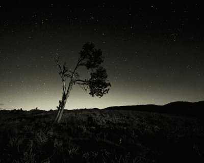 4thTree on hill overlooking Wilpenaby MZ