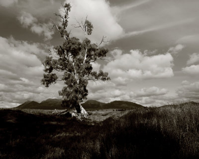 Cazneaux Tree