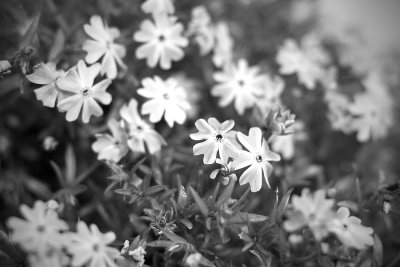 Spring shrubs