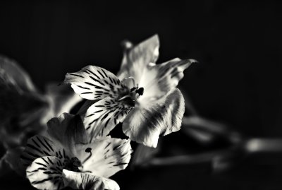 Mother's Day Flowers