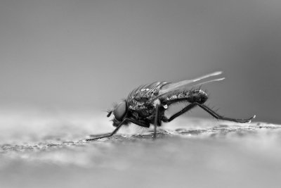 Fly