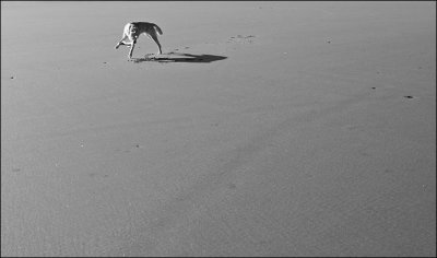 Dog Playing On Beach