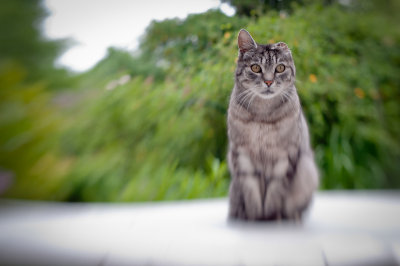 Lensbaby