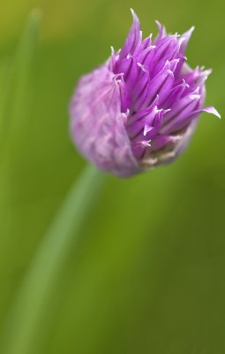 chive budding