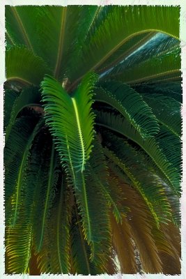 Sprawling Palm