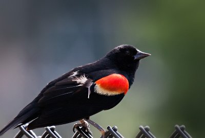 Red Winged Blackbird