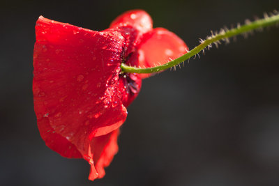 wet poppy