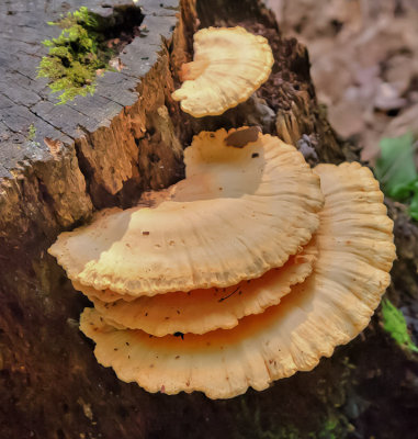 A quite peculiar mushroom