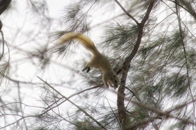 Look, Leap, Find