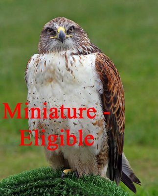 Miniature - Eligible