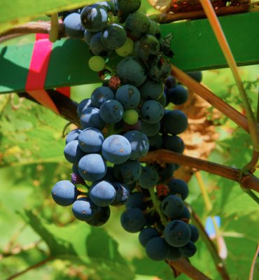 Grapes for Wine