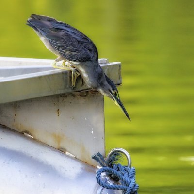 Striated Heron