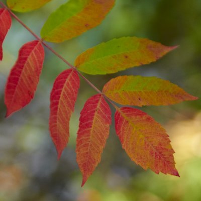 Sign of Autumn