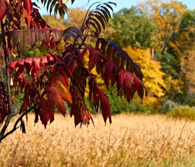 A Warm Autumn Sun