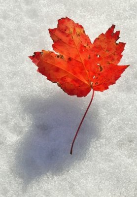 Leaf on Snow