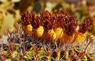 Early blooms in AZ when it is winter at home