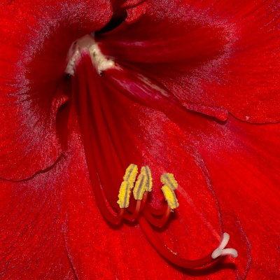 Is This The Way To Amarillo... I Mean Amaryllis?