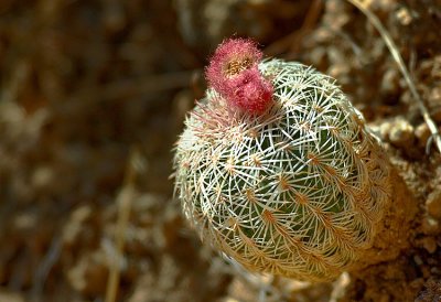 Flowering Baby Cactus