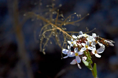 Spring Flowers - beautiful to a bee