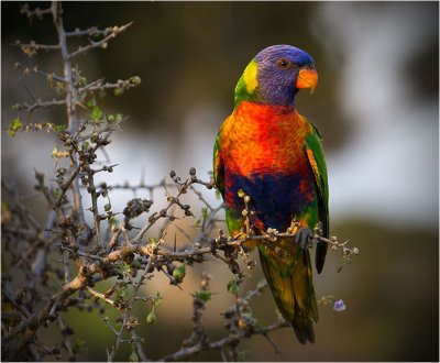 Rainbow Lorikeet