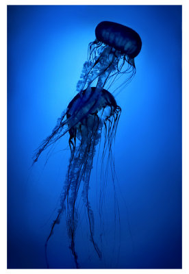 3rd place ~~ Dancing Jellies ~~ by Techo