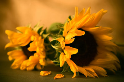 1st place ~~ The Sunflower ~~ by Techo