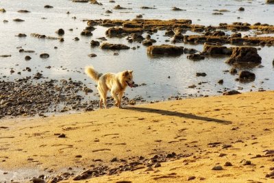 Stray Shadow