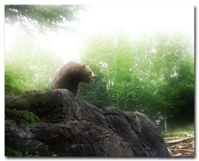 Ignore The Bear