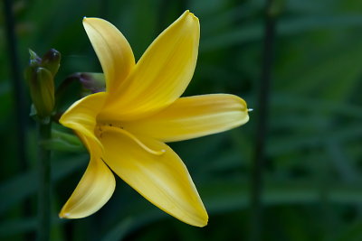 Spring