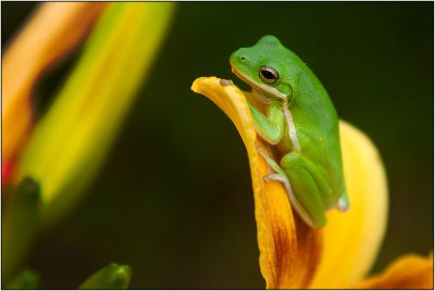 1st placeTree Frog on Yellow Daylilyby kchristian