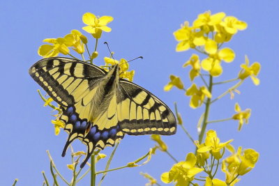 2nd placeSwallowtail On Canolaby Gerald H.