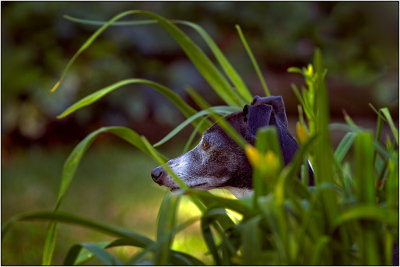 Riley in the Flower Bed