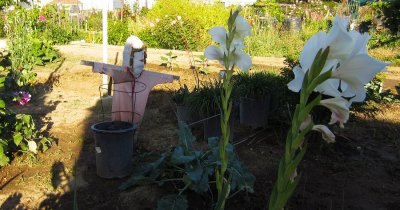The Scarecrow
