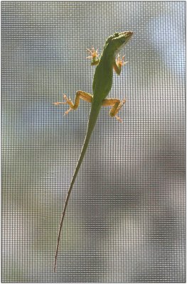 Anole