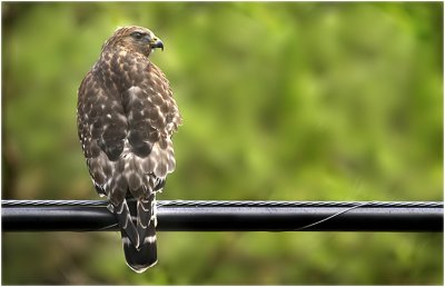 Bird on a Wire