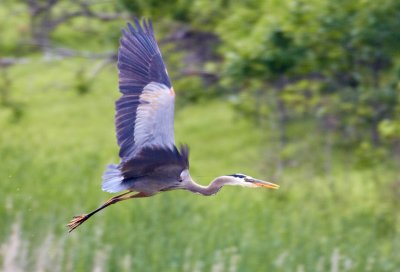 Blue Heron in Flight
