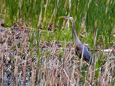 Blue Heron at Nest