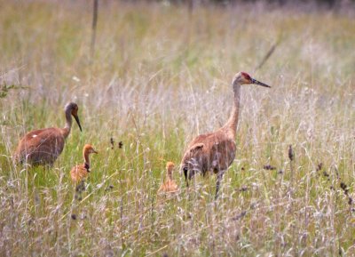Sandhill Crane Family