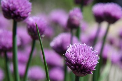 Lots of chives
