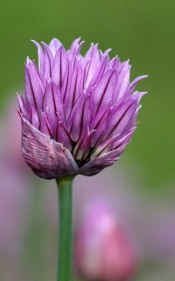 Flower 1