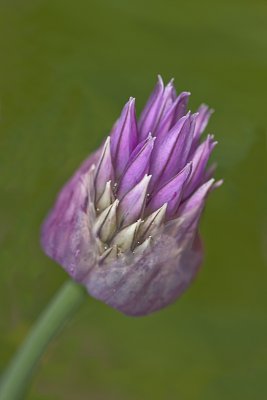 Flower 2
