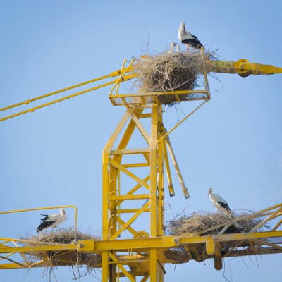 Breeding the Babies on Top of a Building Crane