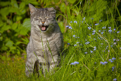 Fierce Backyard Creature