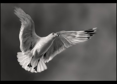 - 3rd Place -~Gull~