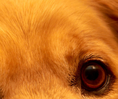 The Loyal Eye