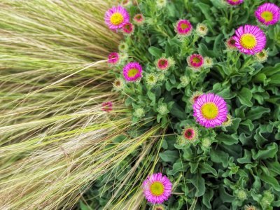 Flowers and grass