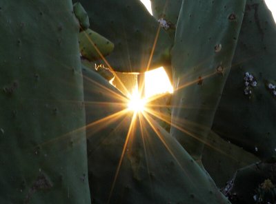 Sun & Cactus