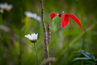 lone red