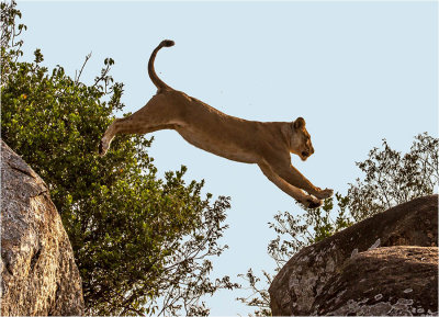 Leaping Lioness